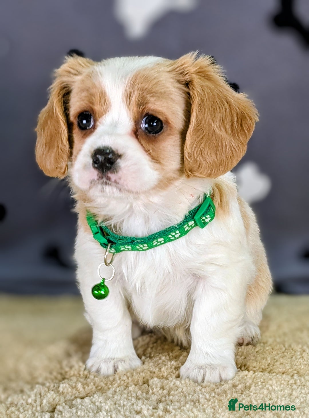 Cavachon dogs for sale: Adorable F1B Cavachon Puppies  - Advert 7