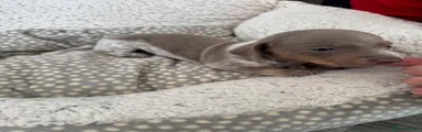 Miniature Dachshund 2