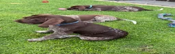 German Shorthaired Pointer dogs for sale: German Shorthaired Pointer Puppies  - Advert 13