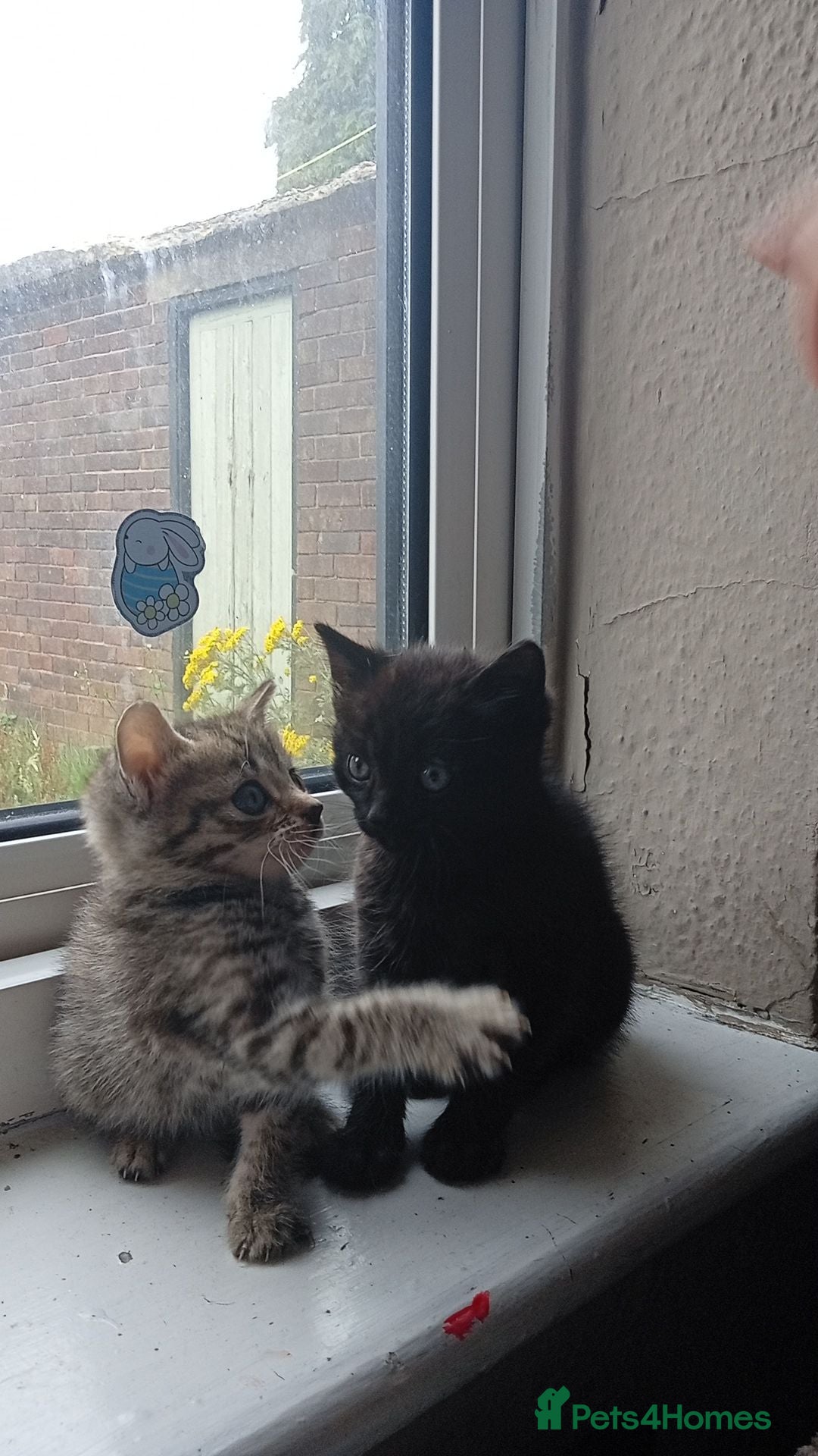 Mixed Breed cats 🤍🖤 Tabby kitten 🖤🤍 - Advert 1