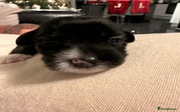 Mixed Breed dogs for sale: Stunning Merle chihuahua 2 girls ready 22nd dec - Advert 20