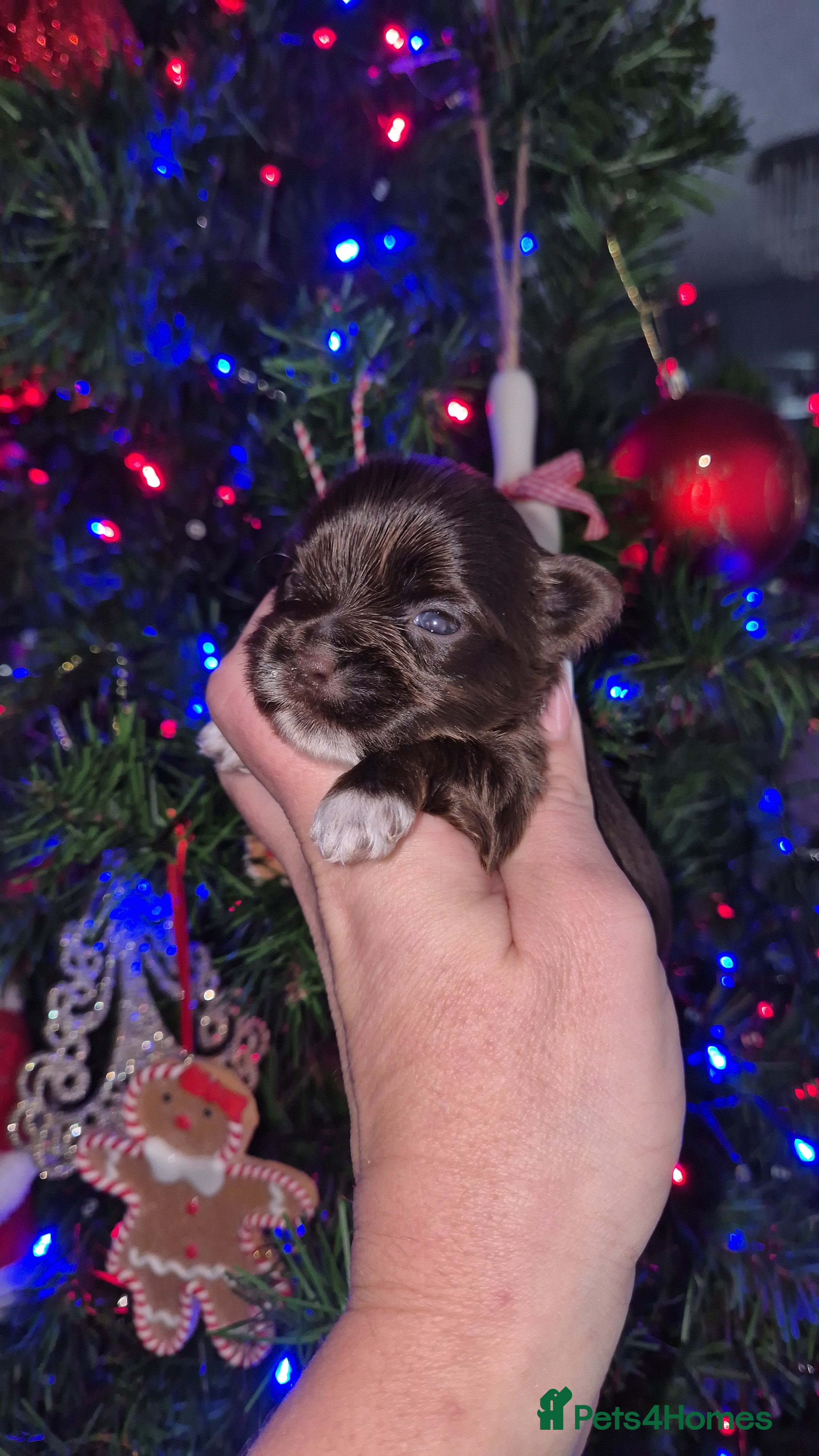 Yorkshire Terrier dogs Yorkshire Terrier puppies chocolate  - Advert 15