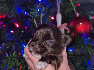 Yorkshire Terrier dogs Yorkshire Terrier puppies chocolate - Advert 15