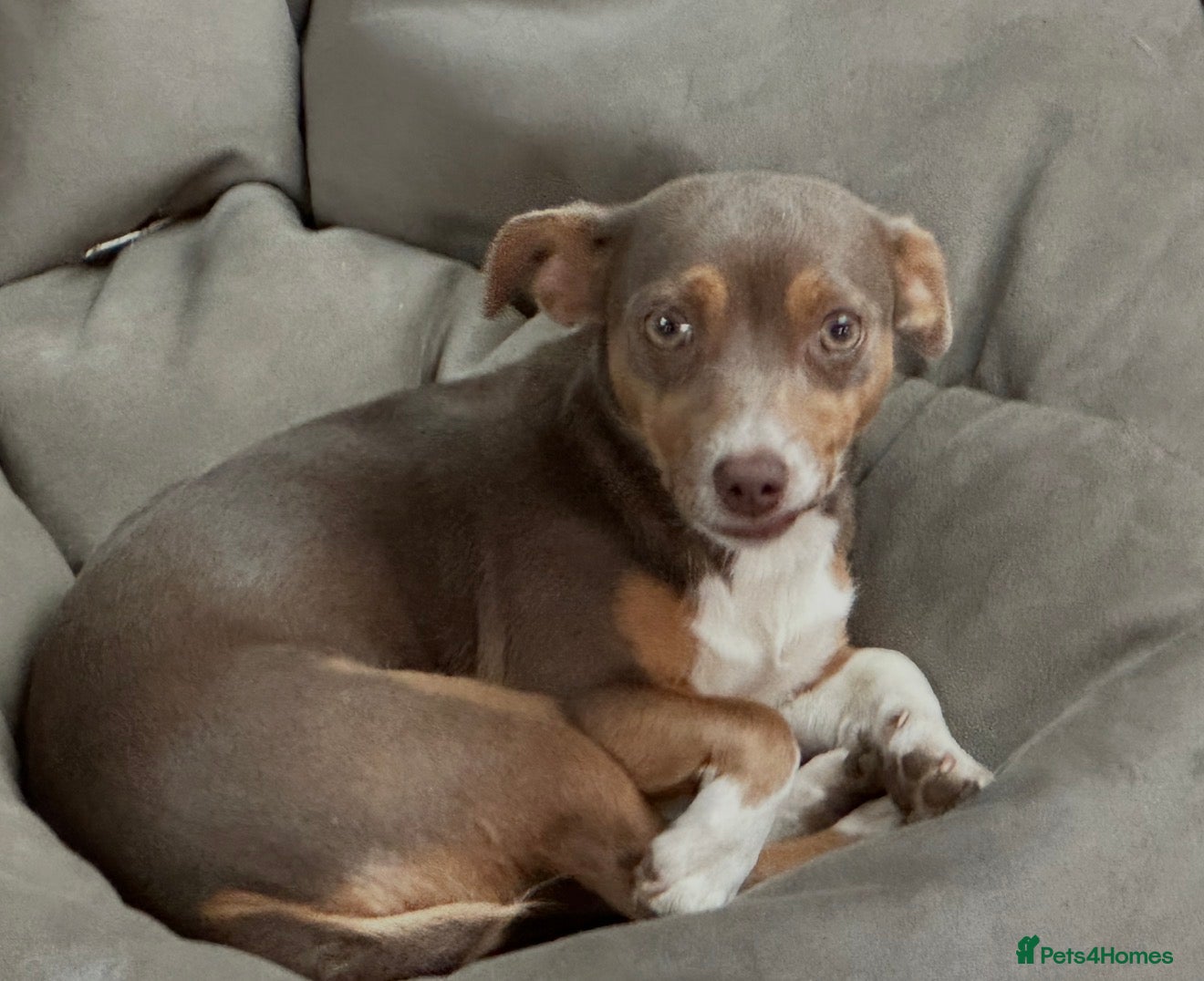 Jackapoo dogs Much Wenlock Jackapoo puppies - Rare & Special - Advert 7