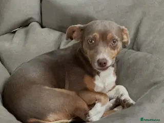 Jackapoo dogs Much Wenlock Jackapoo puppies - Rare & Special - Advert 7