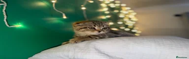 Scottish Fold 1