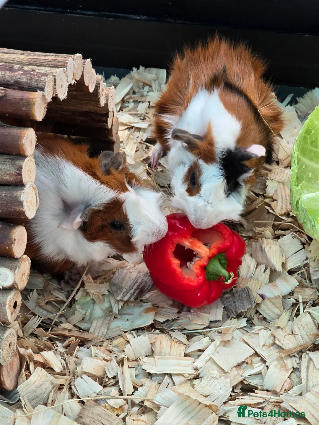 Guinea Pig rodents for sale: Abyssinian Guinea Pigs - Advert 2