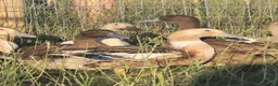Ducks poultry for sale:  Ducklings Indian Runner Khaki Campbell Appleyard - Advert 9