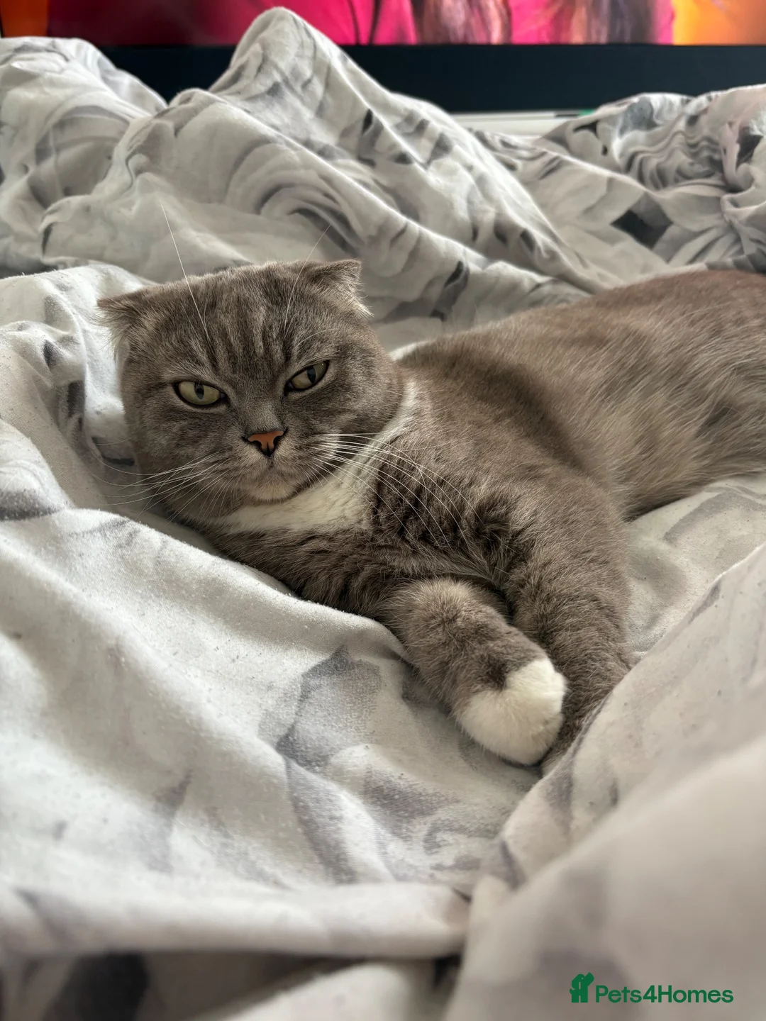 Scottish Fold cats for sale: Beautiful Scottish Fold Cross - Advert 13