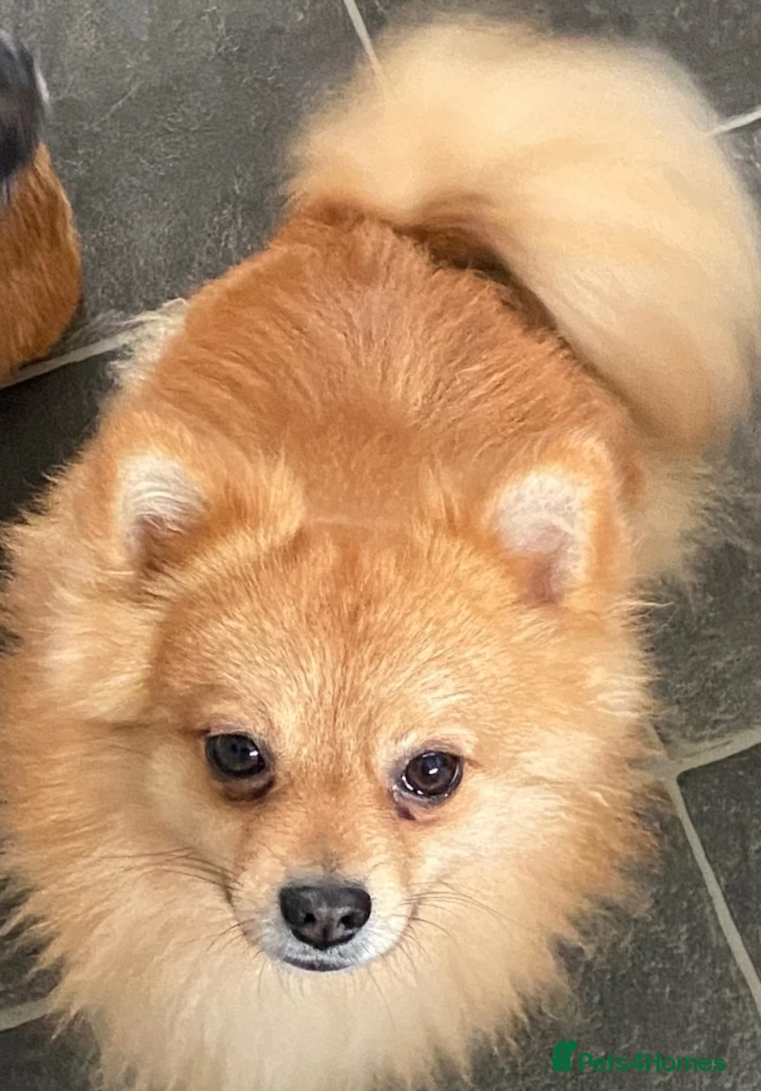 Pomchi dogs for sale: Chihuahua and pomchi for rehome - Advert 6