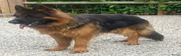 German Shepherd dogs for stud: Black and Tan German shepherd for stud  - Advert 5