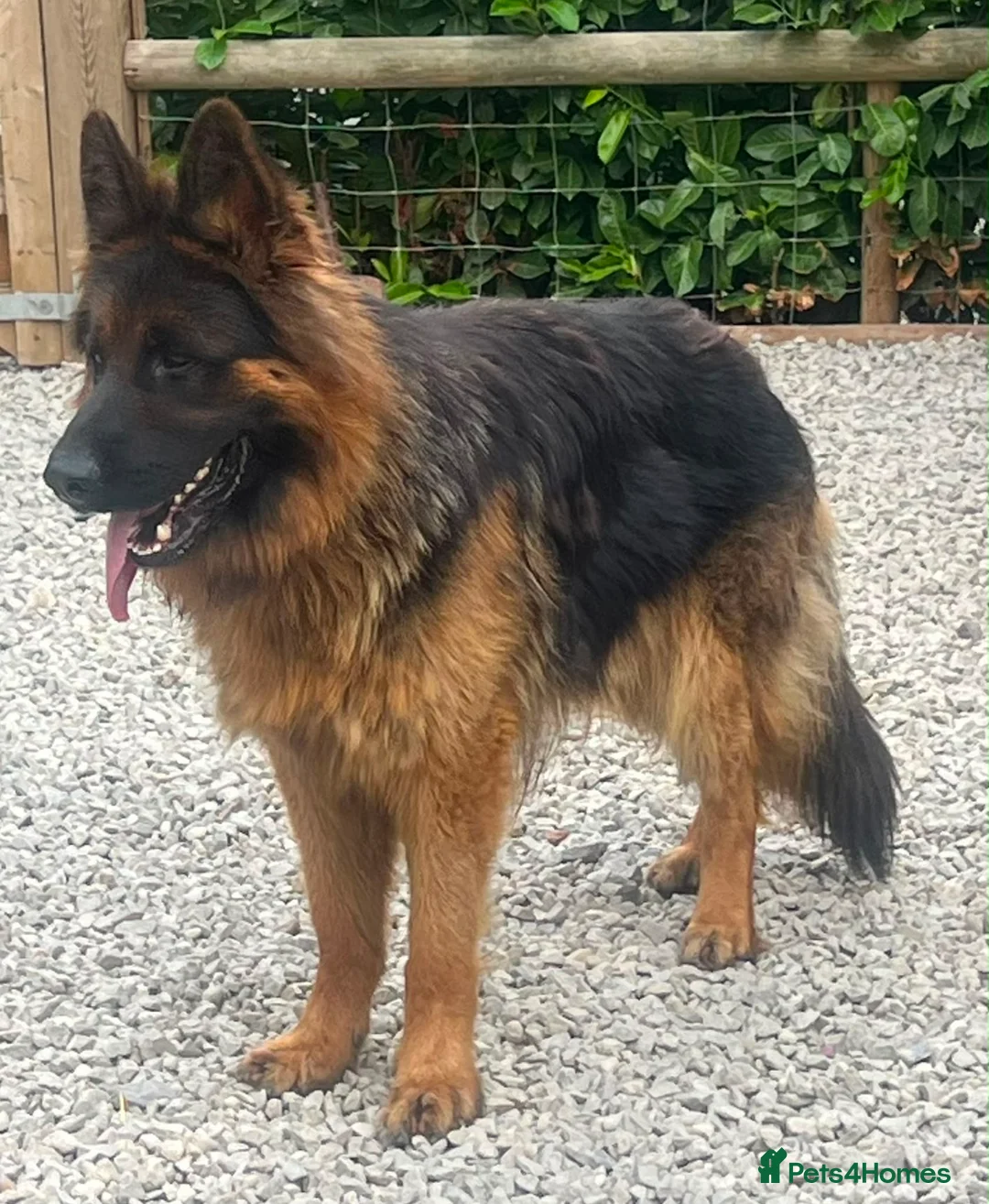 German Shepherd dogs for stud: Black and Tan German shepherd for stud  - Advert 5