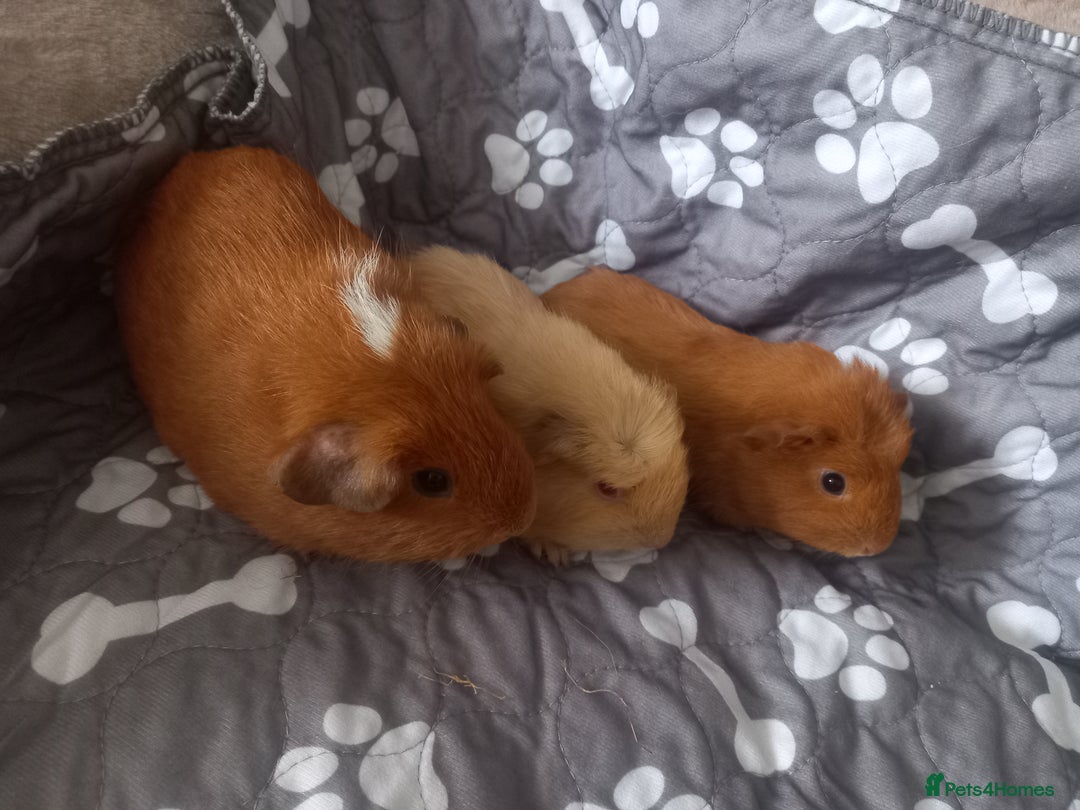 Guinea Pig rodents for sale: Female baby guinea pigs  - Image 3