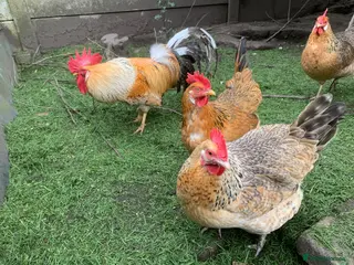 Chickens poultry Leghorn cross - Advert 1