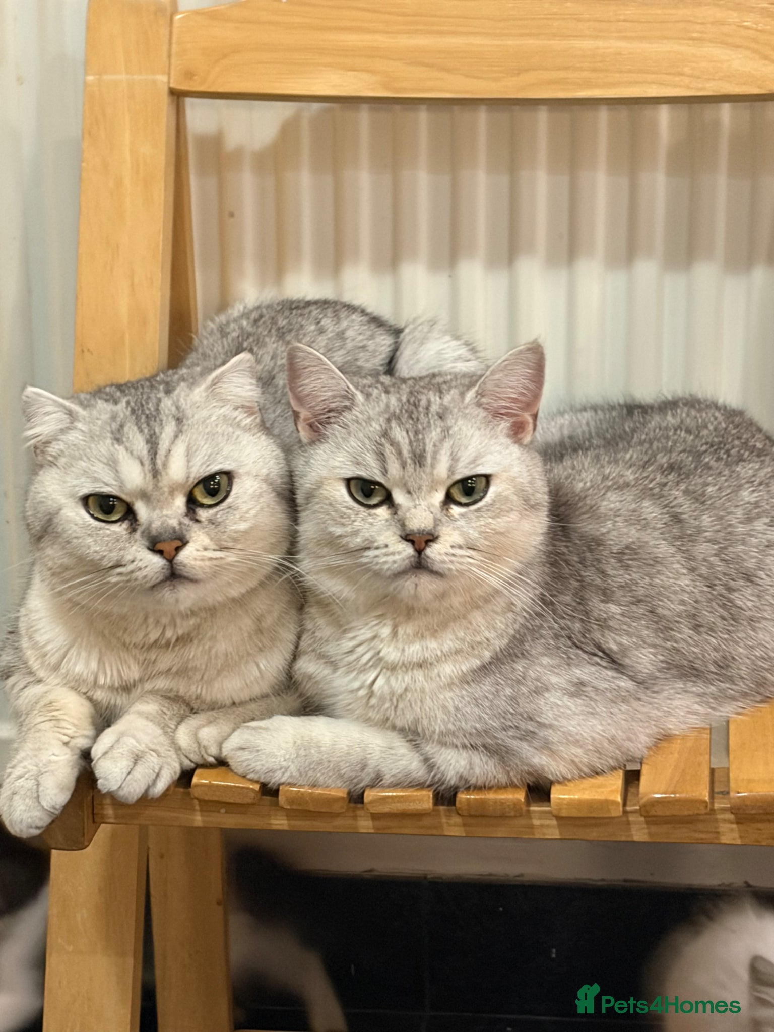 Mixed Breed cats Mixed breed - Advert 1