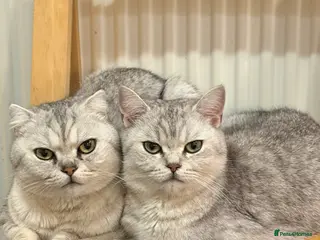 Mixed Breed cats Mixed breed - Advert 1