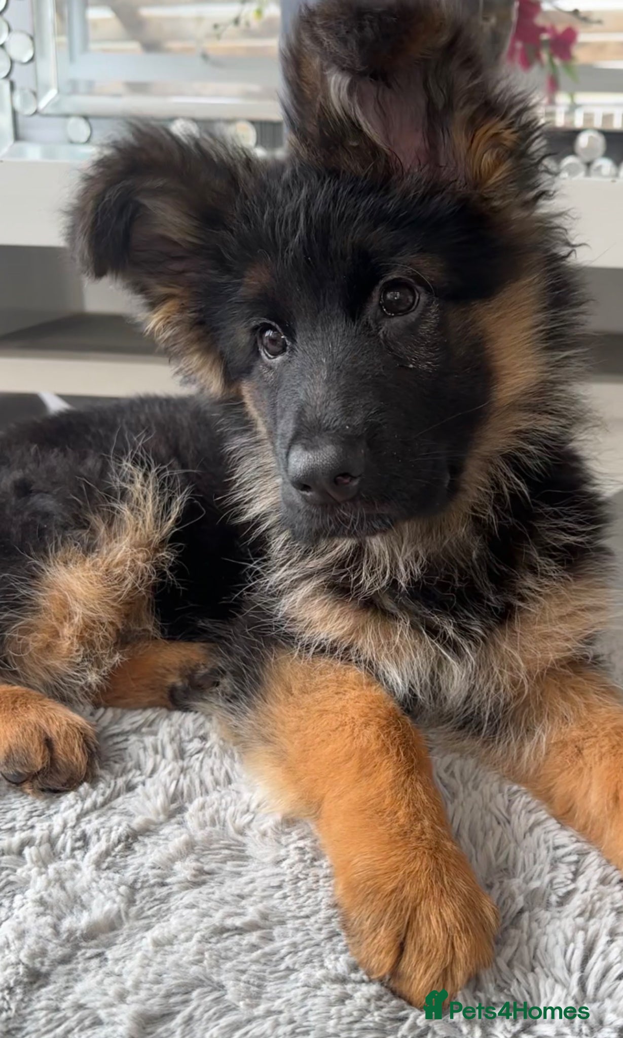 German Shepherd dogs Kc German Shepherd Puppy  - Advert 4