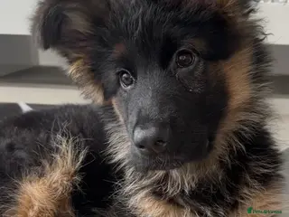 German Shepherd dogs Kc German Shepherd Puppy - Advert 17