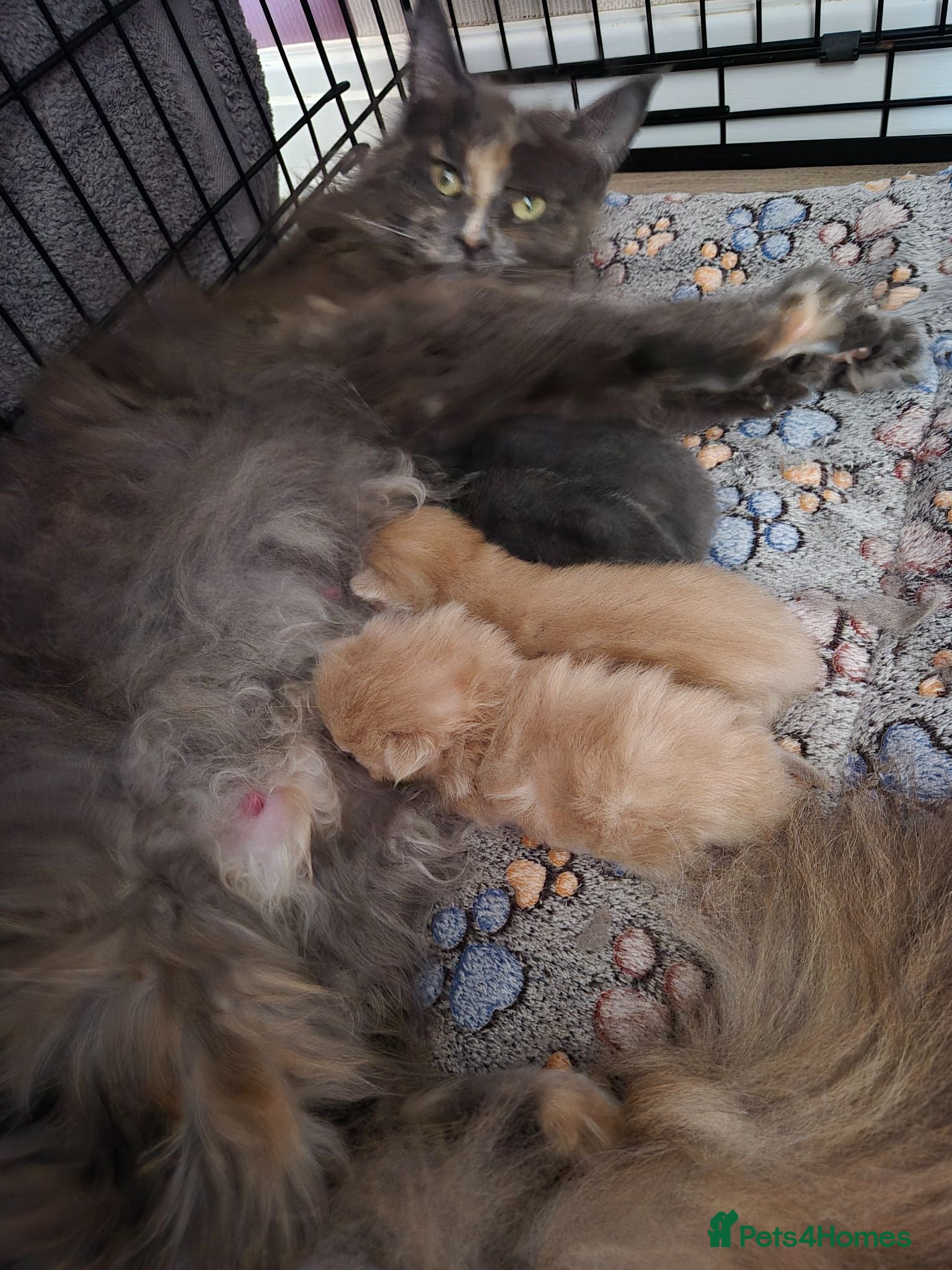 Maine Coon cats Maine coon kittens  - Advert 5