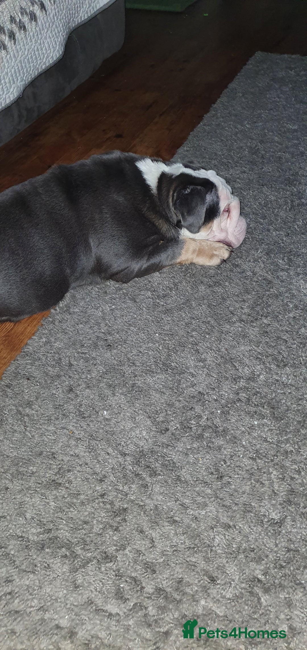 English Bulldog dogs for sale: Tri English bulldog  - Advert 3