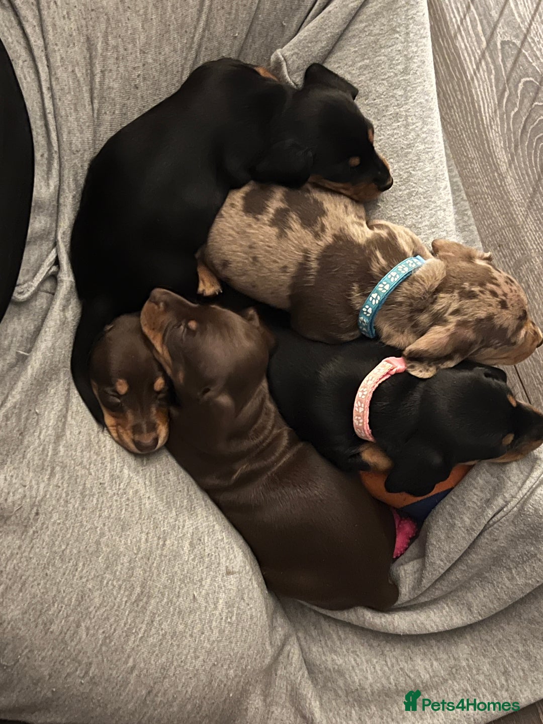 Miniature Dachshund dogs for sale: miniature dachshunds - Advert 6