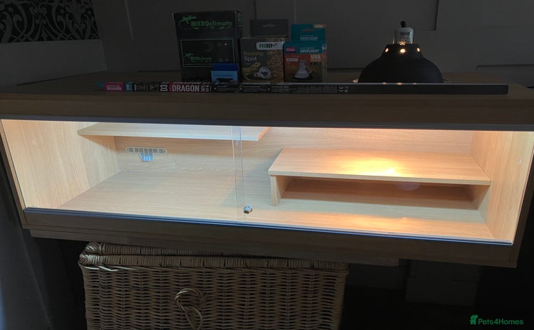 Bearded Dragon reptiles in Downham Market - Advert 2