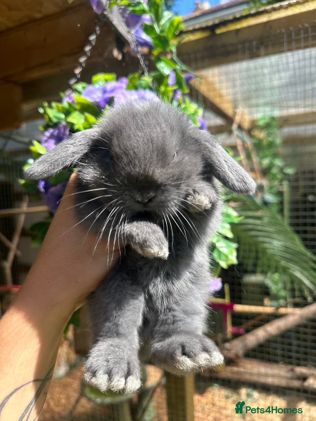 Mini Lop rabbits for sale: Cutest Baby Mini Lop Bunny’s  - Image 7