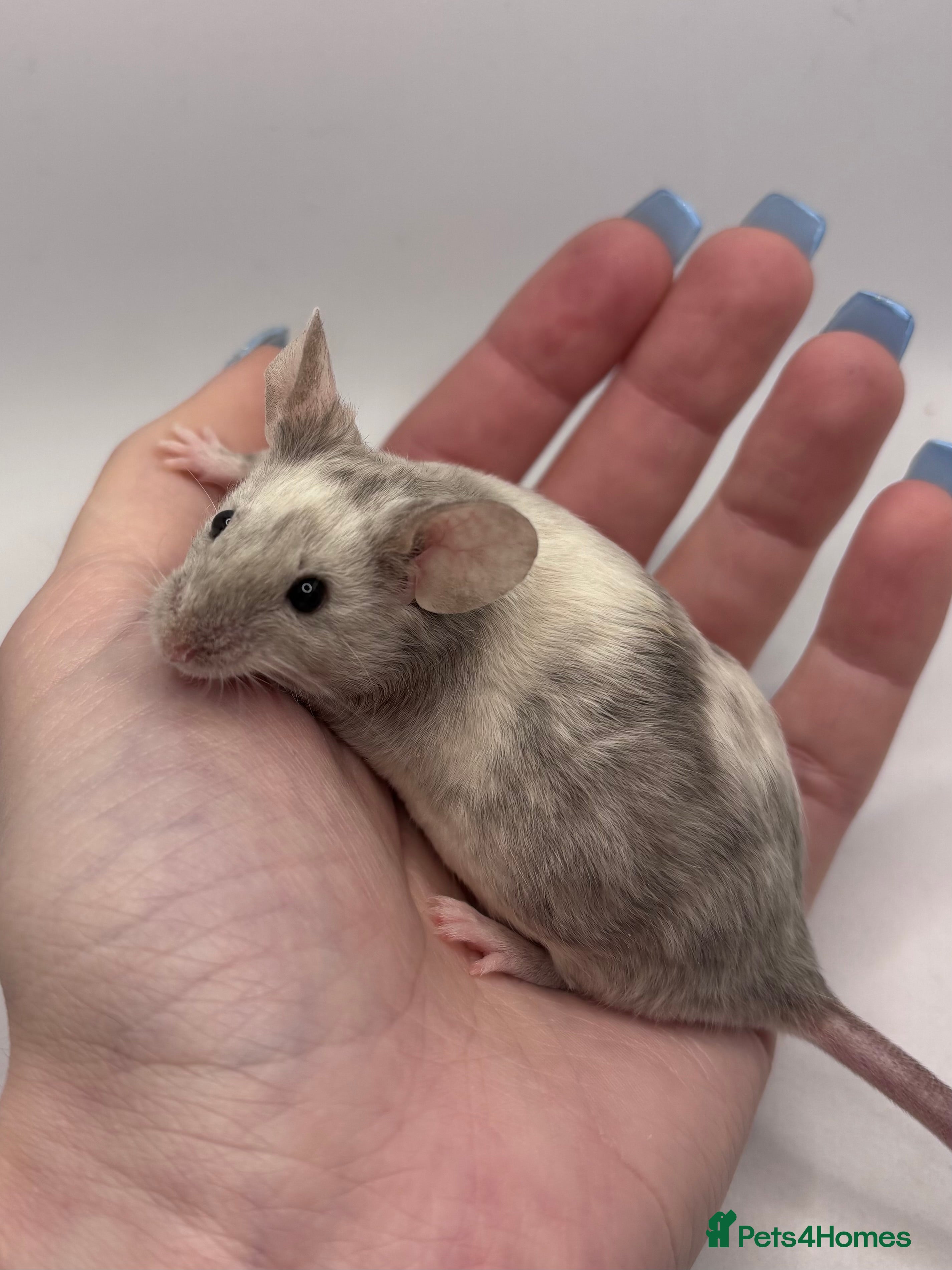 Mouse rodents Male Fancy Mice (available now) - Advert 8