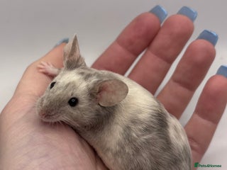 Mouse rodents Male Fancy Mice (available now) - Advert 3