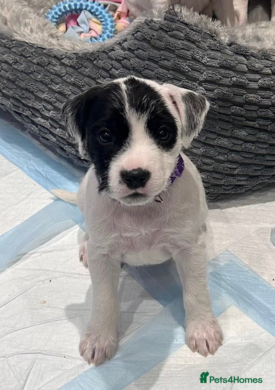 Parson Russell dogs KC registered Parsons Terriers - Advert 1