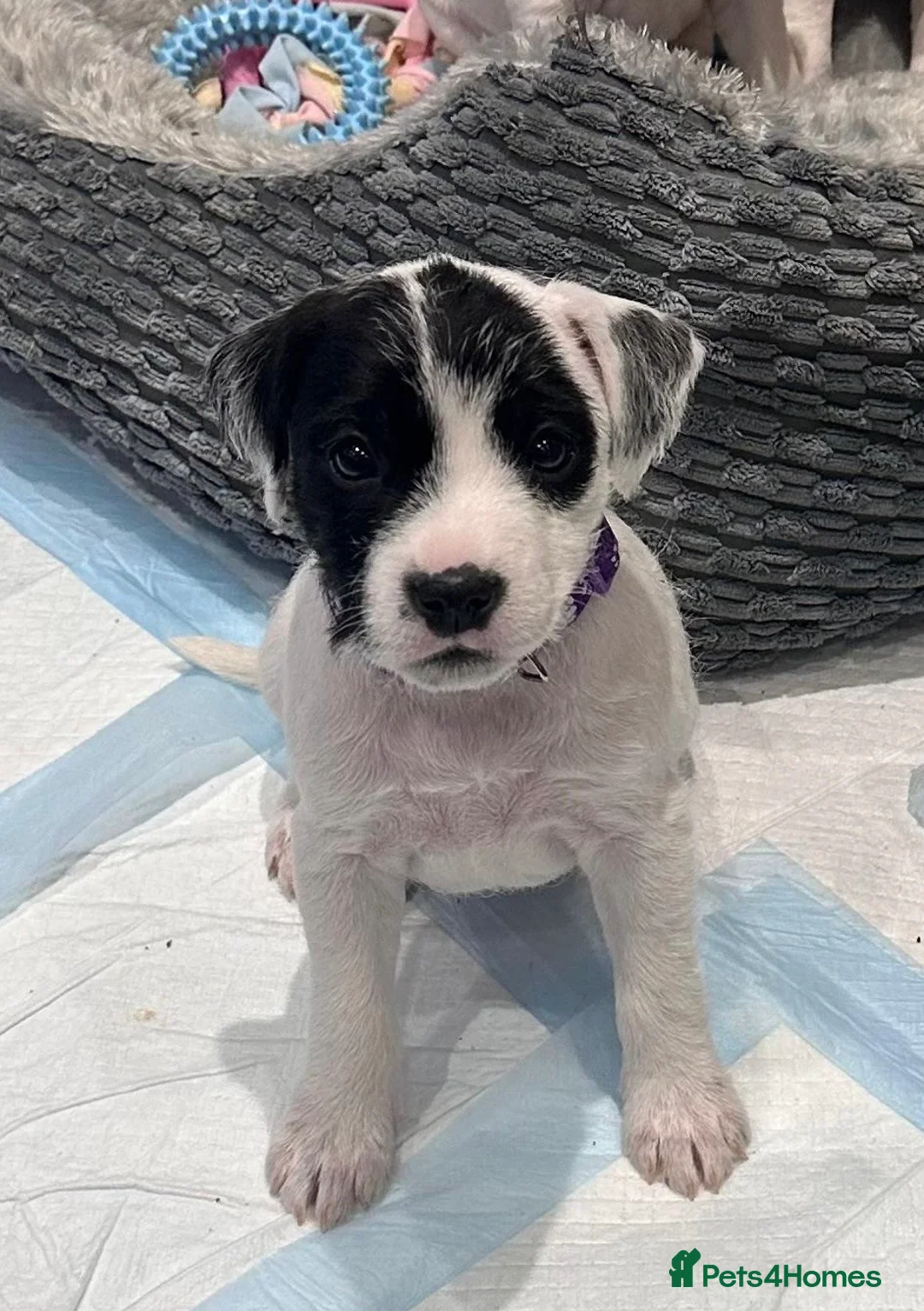 Parson Russell dogs for sale: Boy parsons terrier  - Advert 8