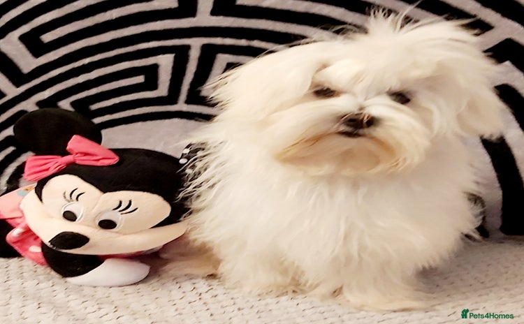 Maltese dogs - Advert 3