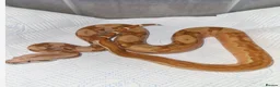 Python Snake reptiles for sale: Boa constrictors  - Advert 3