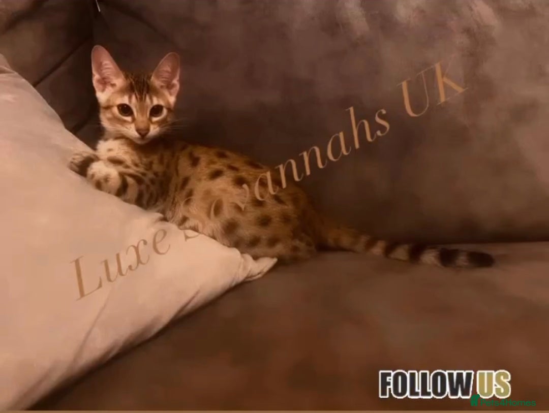 Savannah cats for sale: KIWANGA PEDIGREE F3 SAVANNAH KITTENS  - Image 7