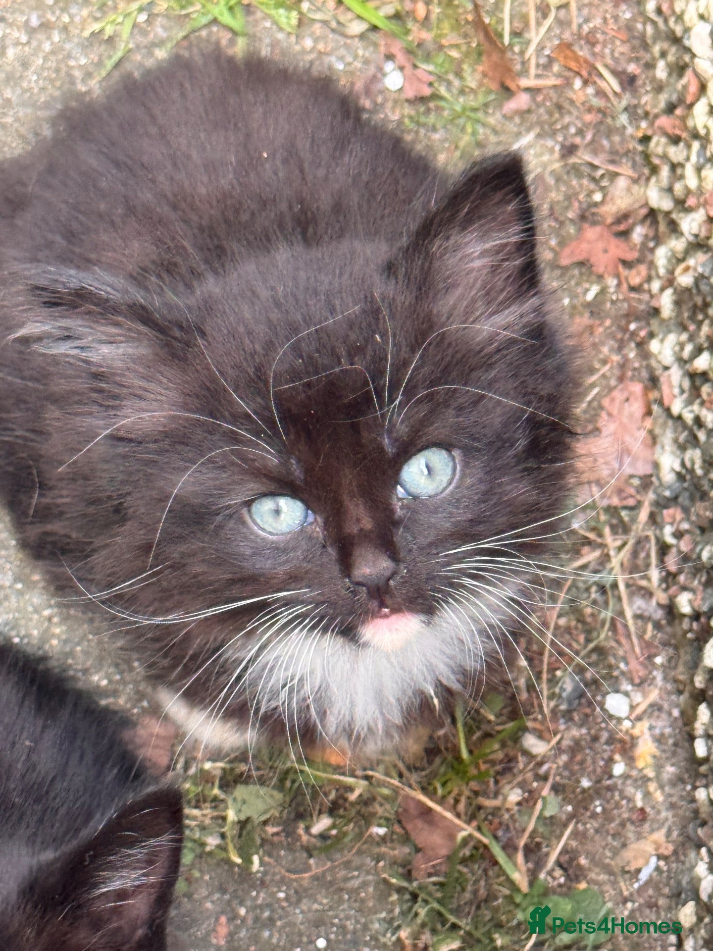Mixed Breed cats 4 female Kittens. Black and black and white.  - Advert 2