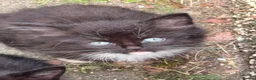 Mixed Breed cats for sale: 6 female Kittens. Black and tortoise.  - Advert 3