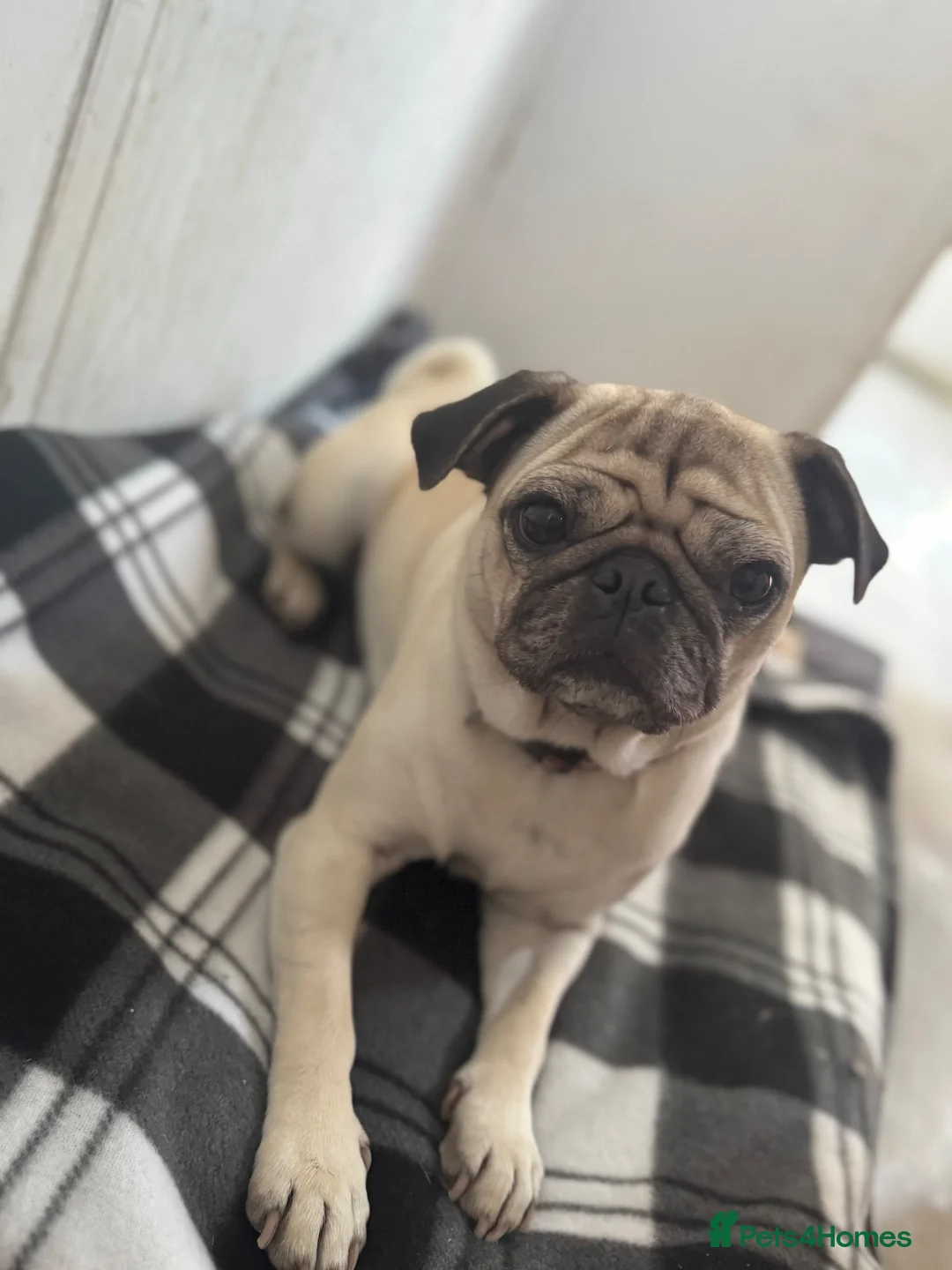 Pug dogs for sale: 🌟Kc registered pedigree pug puppies.🌟 - Advert 2