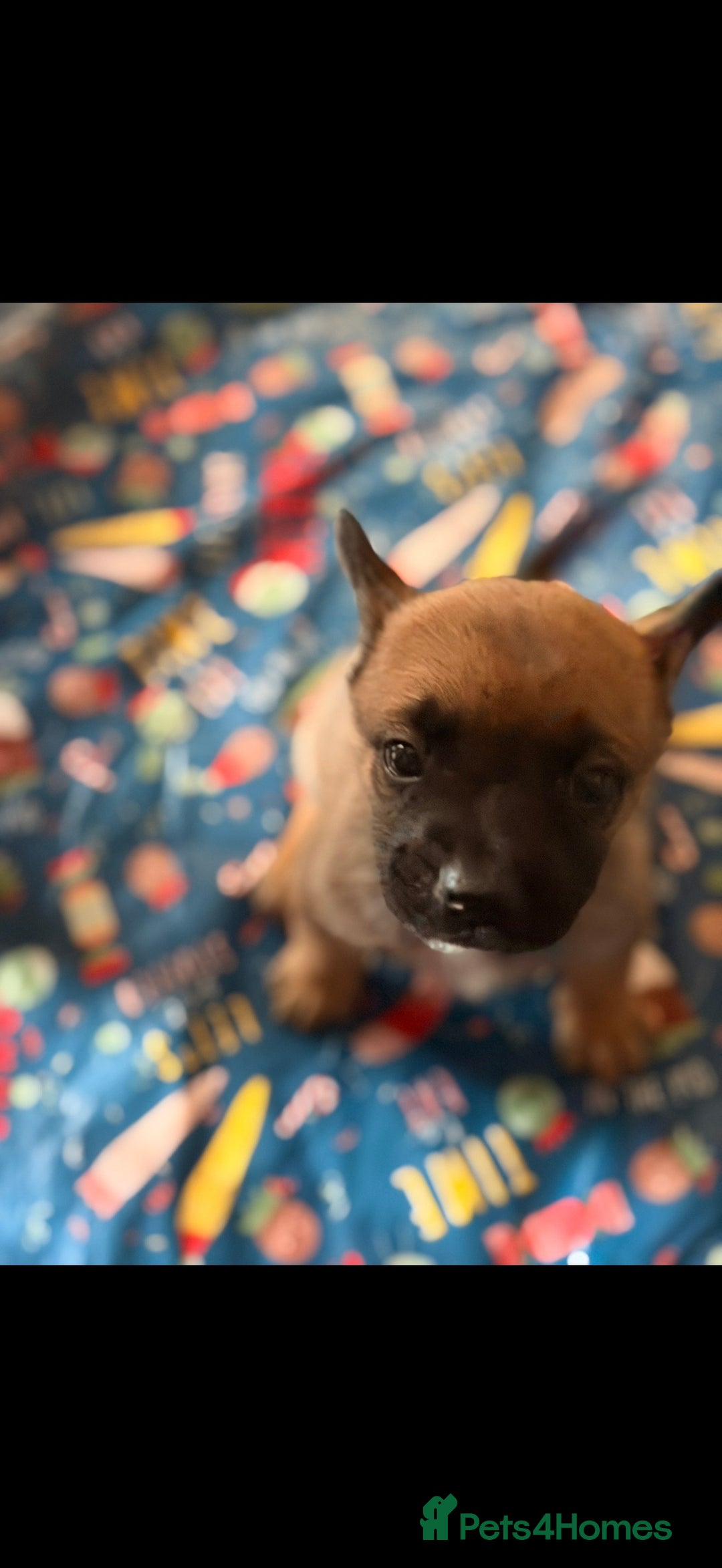 Mixed Breed dogs for sale: French Bulldog/German Shep Beautiful Pups Rare - Advert 2