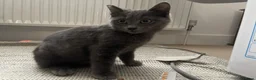 Mixed Breed cats for sale: Kitten 1 & Kitten 2 in Wallingford - Advert 14