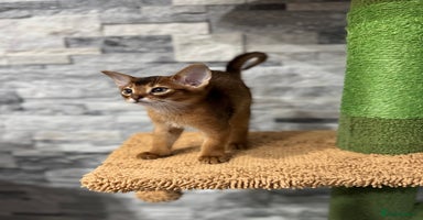 Abyssinian cats - Advert 1
