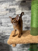 Abyssinian cats - Advert 1