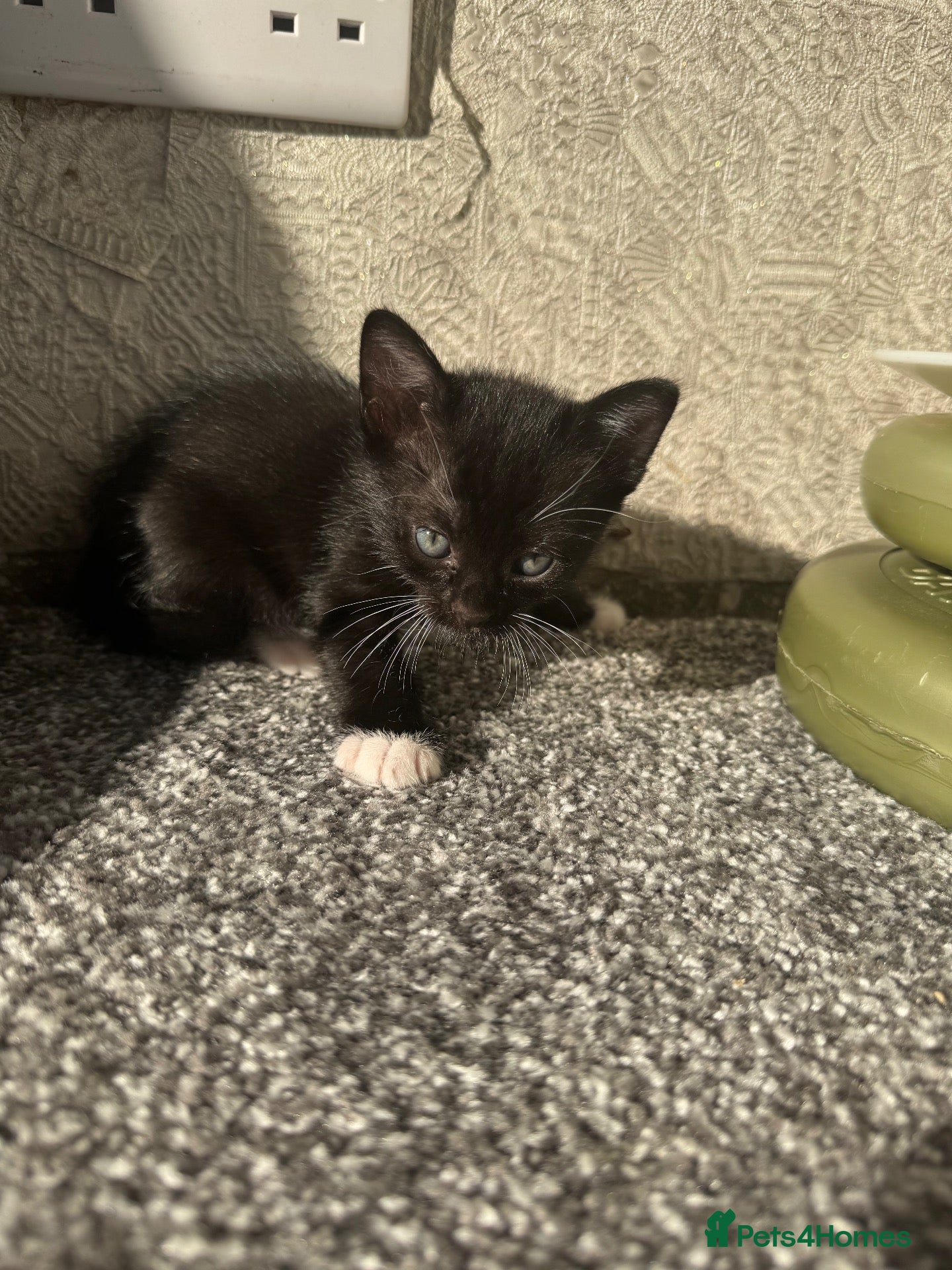 Mixed Breed cats Beautiful Burmese mix kittens - Advert 8
