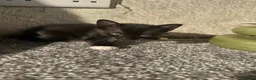 Mixed Breed cats for sale: Beautiful Burmese mix kittens - Advert 1