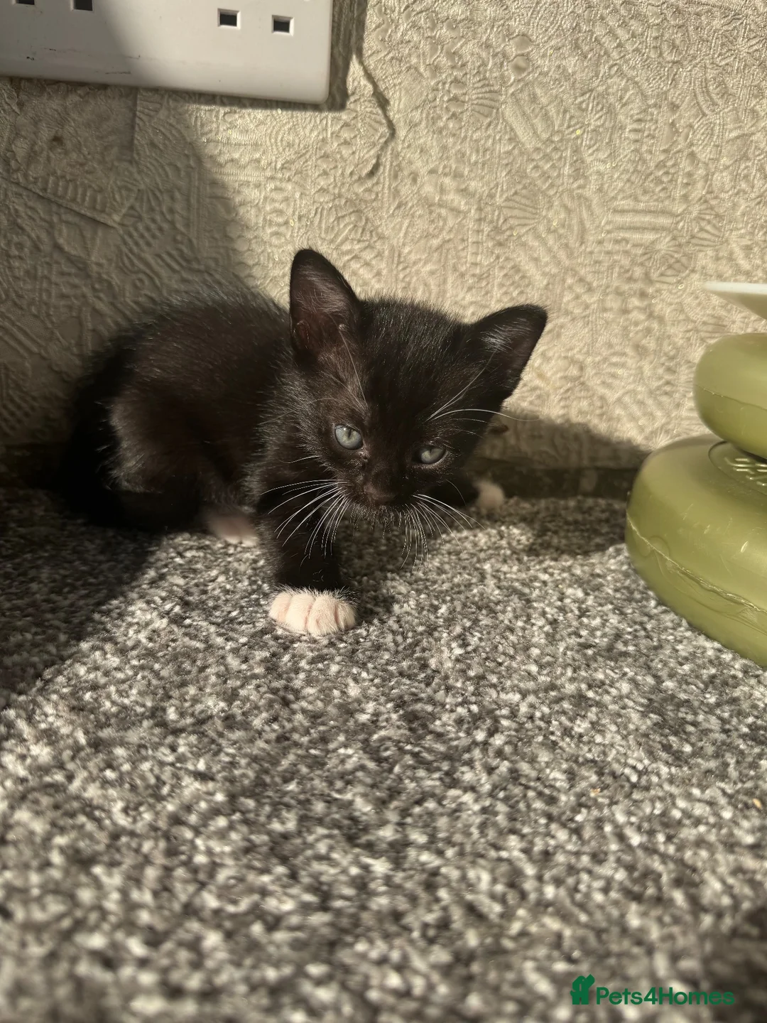 Mixed Breed cats for sale: Beautiful Burmese mix kittens - Advert 1