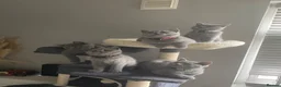 British Shorthair cats for sale: Active registered GCCF/TICA British Shorthair - Advert 10