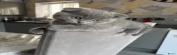 British Shorthair cats for sale: British Shorthair  - Advert 2