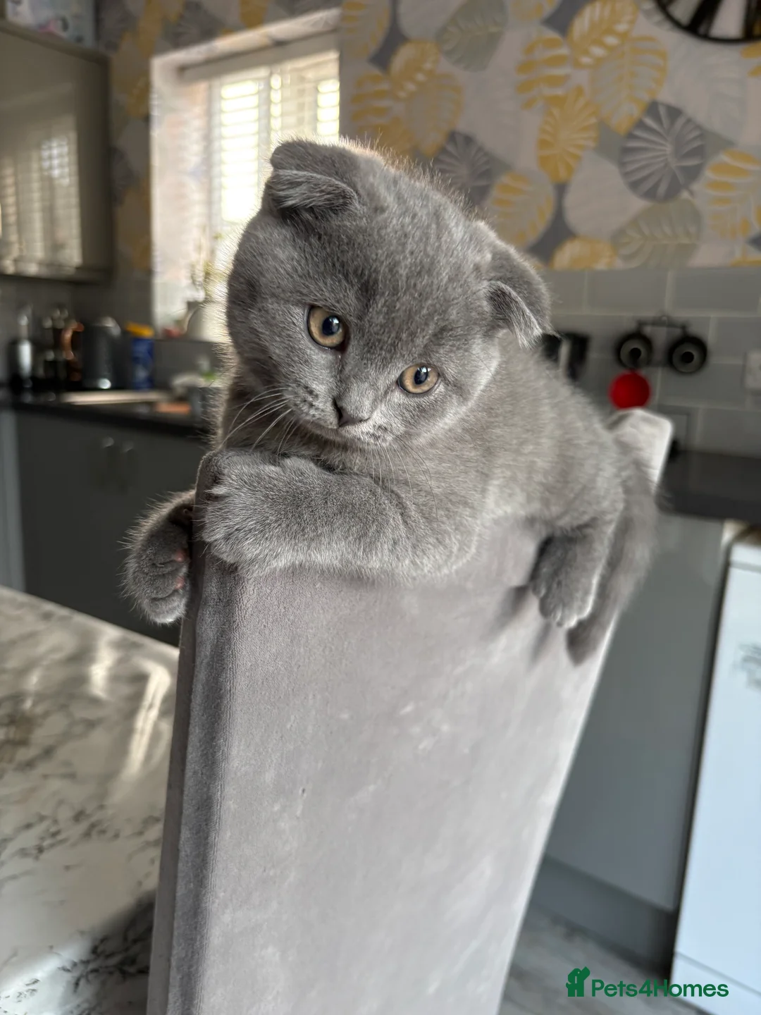 British Shorthair cats for sale: British Shorthair  - Advert 2