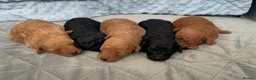 Toy Poodle dogs for sale: KC Registered Miniature Toy Poodle Puppies forSale - Advert 27