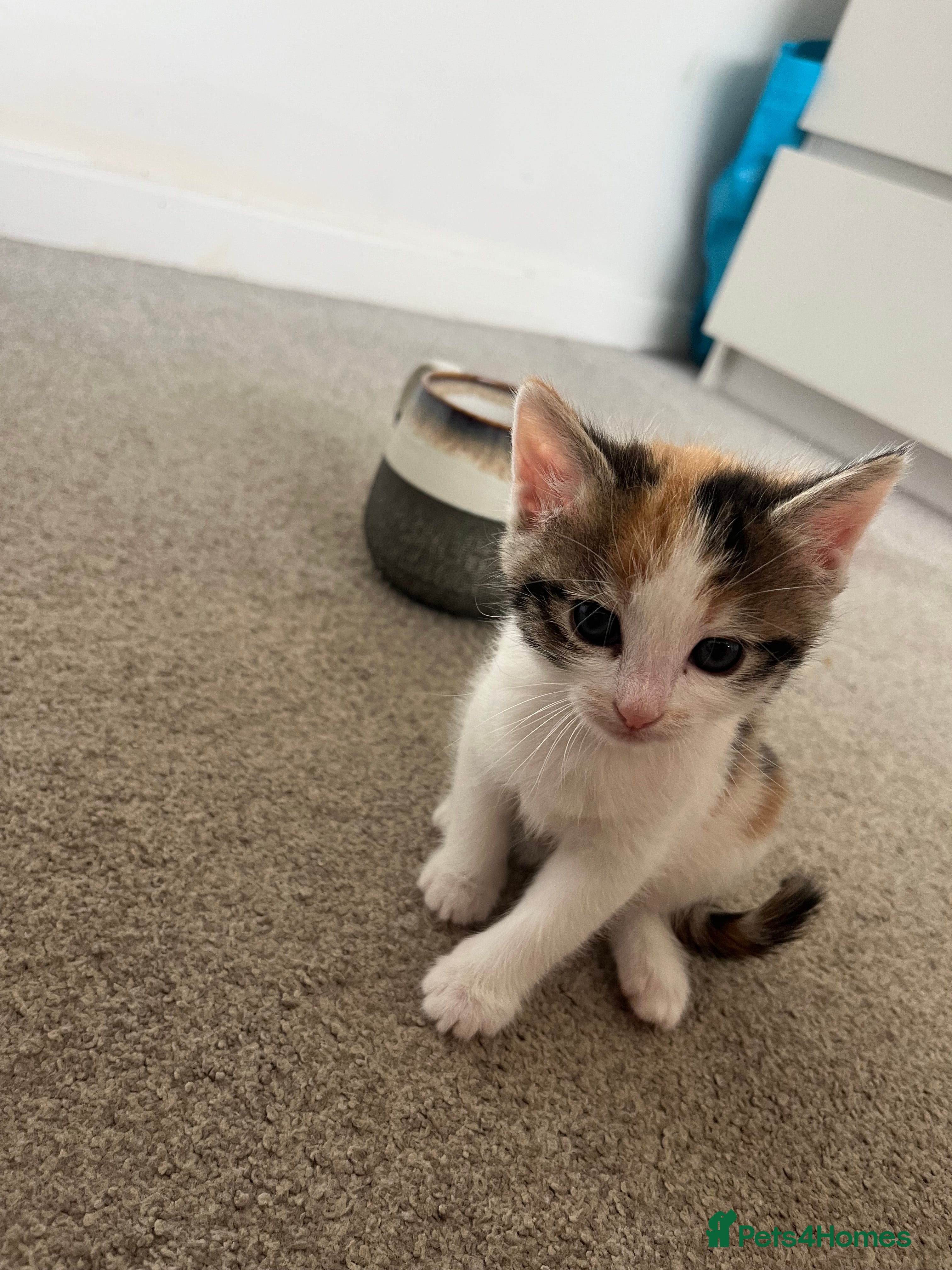 Mixed Breed cats for sale: 6 friendly and playful kittens - Advert 24