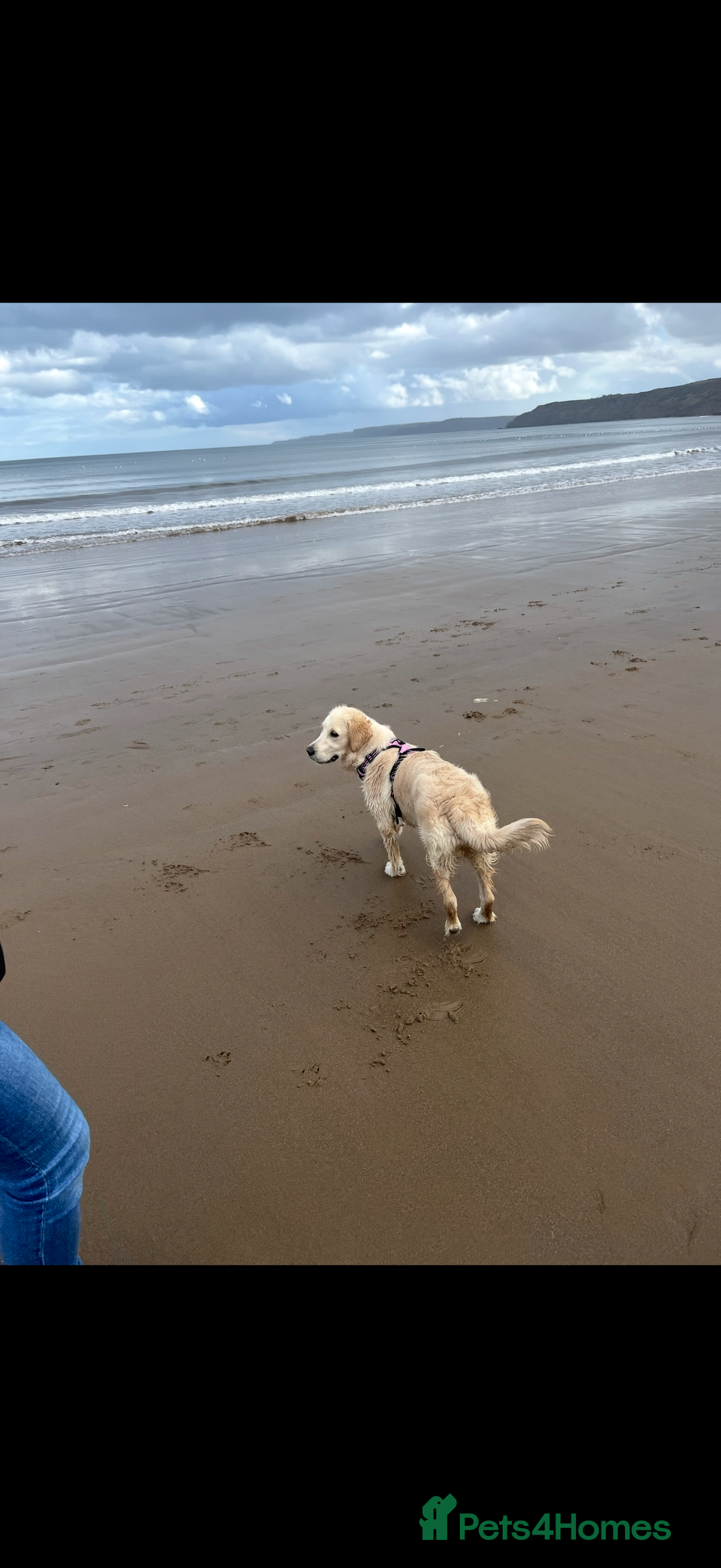 Golden Retriever dogs for sale: 3 year old female golden retriever  - Advert 6